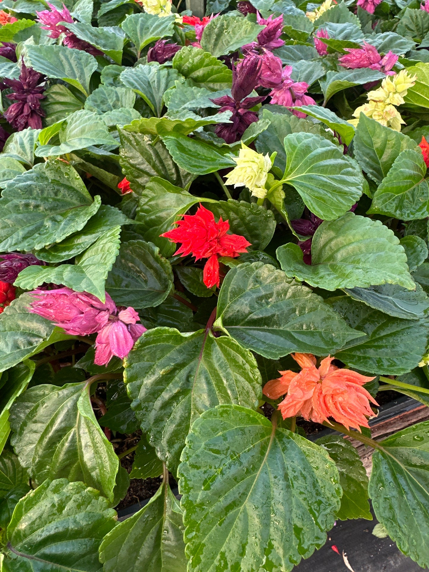 SALVIA VISTA MIX - FLAT OF 48 PLANTS