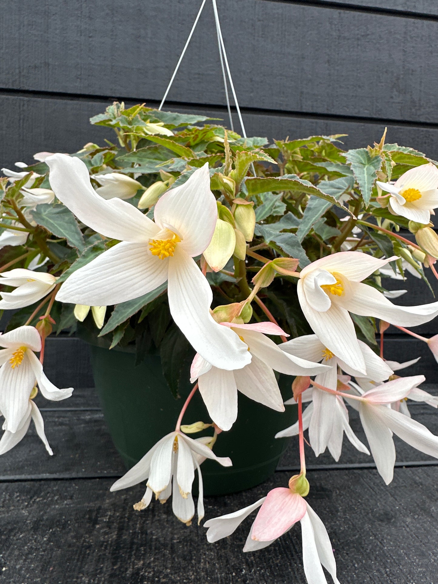 BEGONIA ENCANTO WHITE - 10'' HANGING BASKET