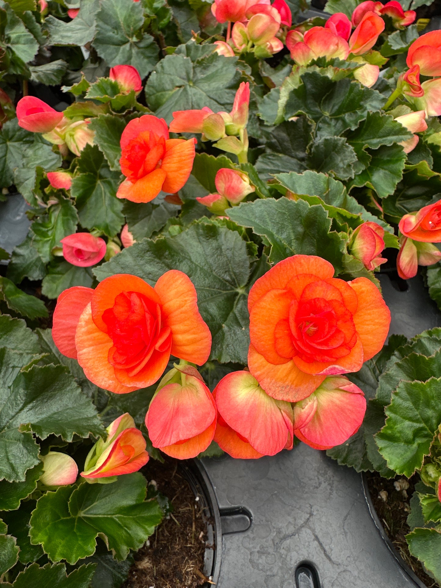 BEGONIA REIGER DARK BRITT - 4" POT