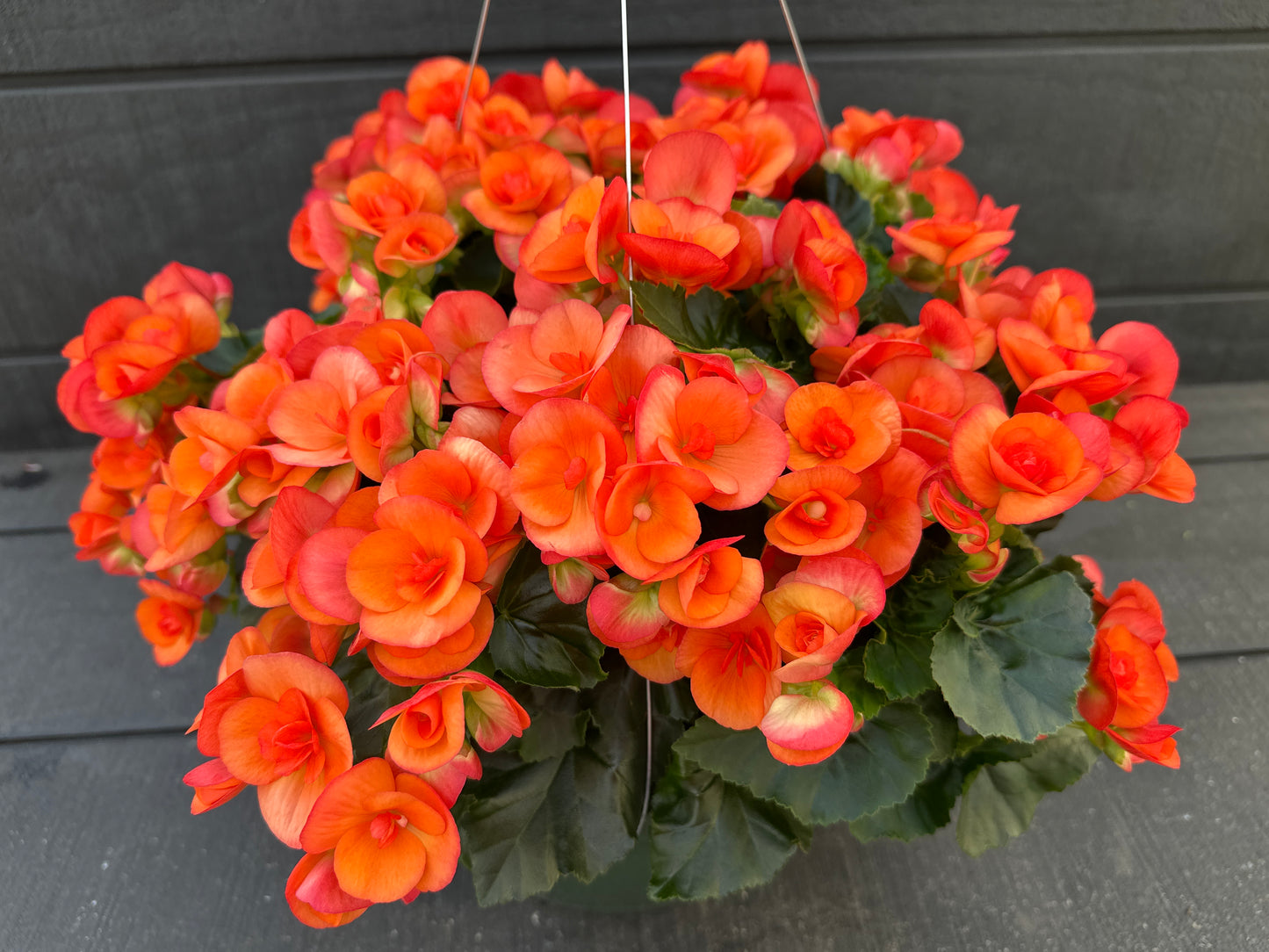 BEGONIA REIGER DARK BRITT - 10'' HANGING BASKET