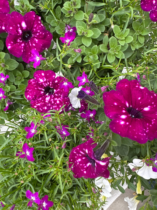 COMBO CHEMICAL ATTRACTION - 6" POT