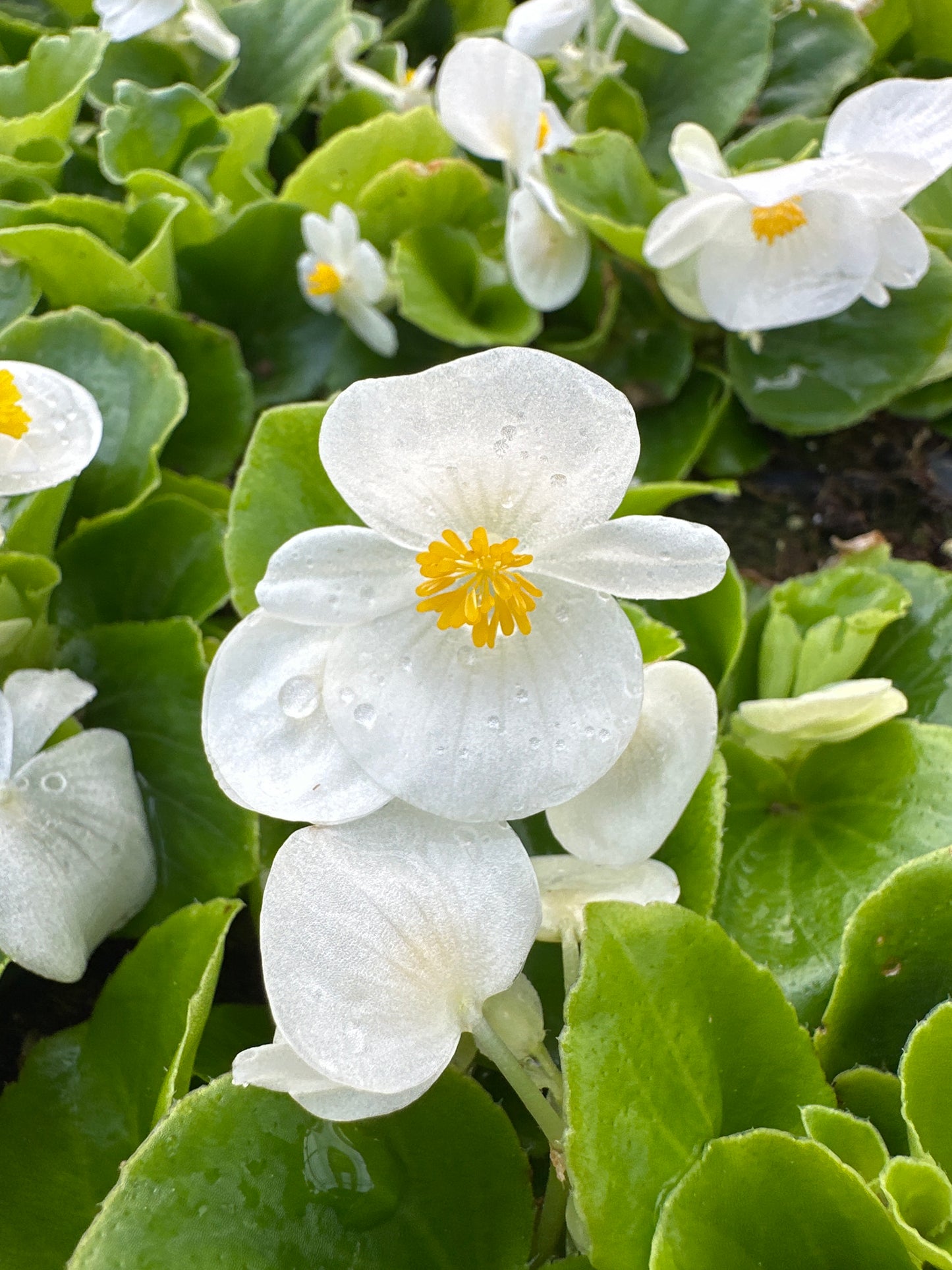 BEGONIA BADA BING WHITE - FLAT OF 48 PLANTS