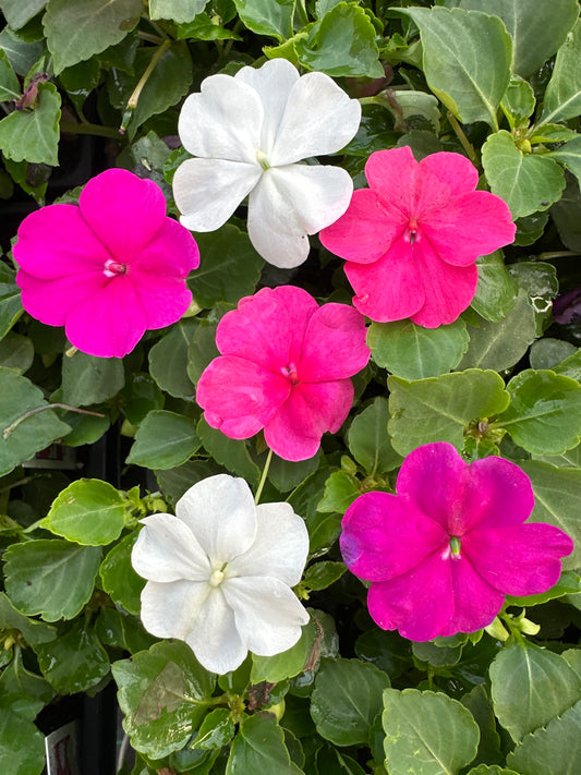 IMPATIENS BEACON PORTLAND MIX - FLAT OF 32 PLANTS