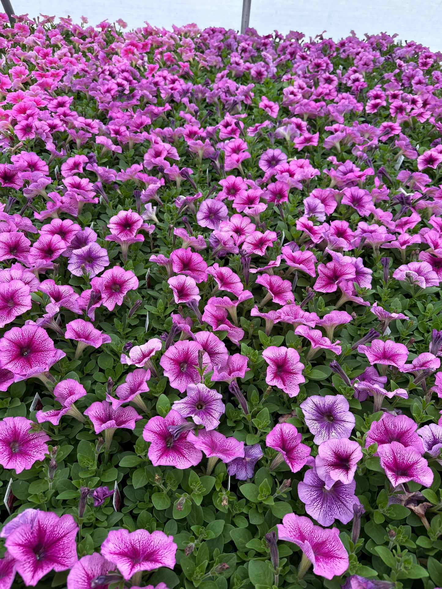PETUNIA MADNESS SUGAR - FLAT OF 48 PLANTS