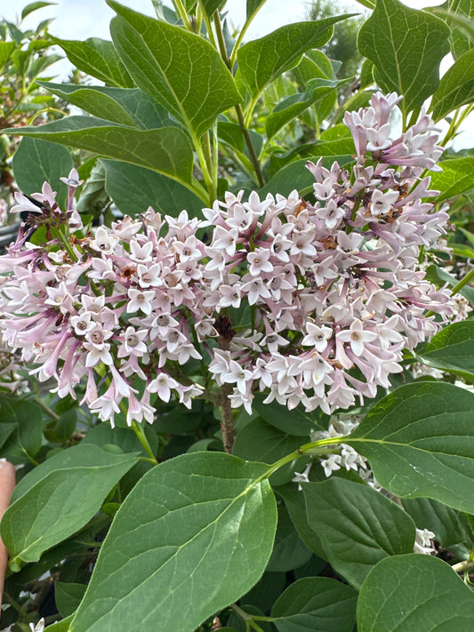 SYRINGA PATULA BABY KIM® PW