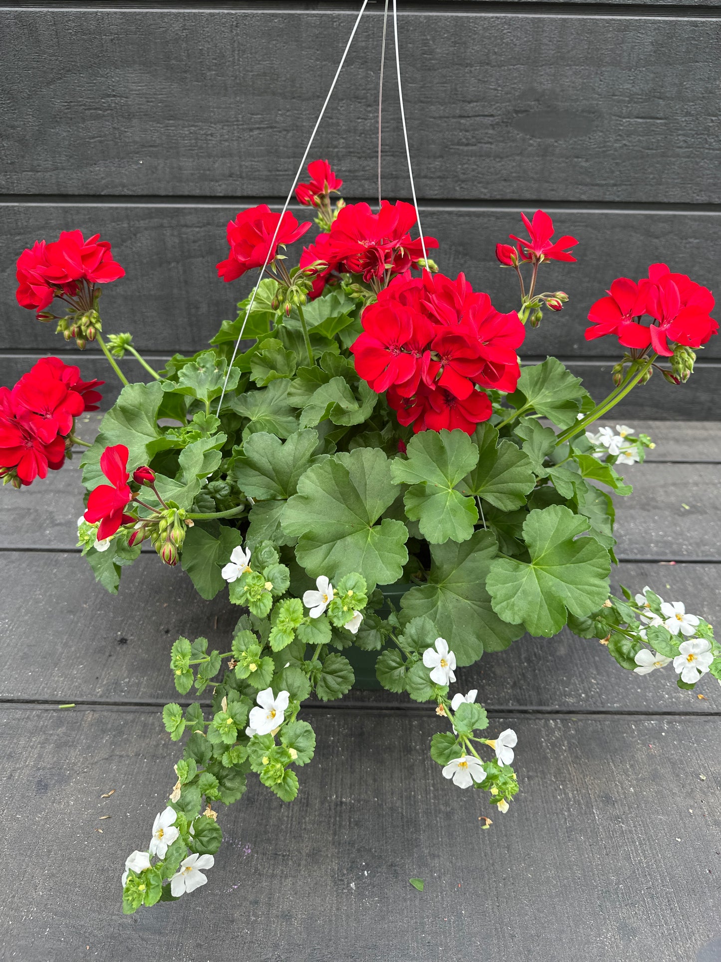 BASKET #5 - 10'' HANGING BASKET