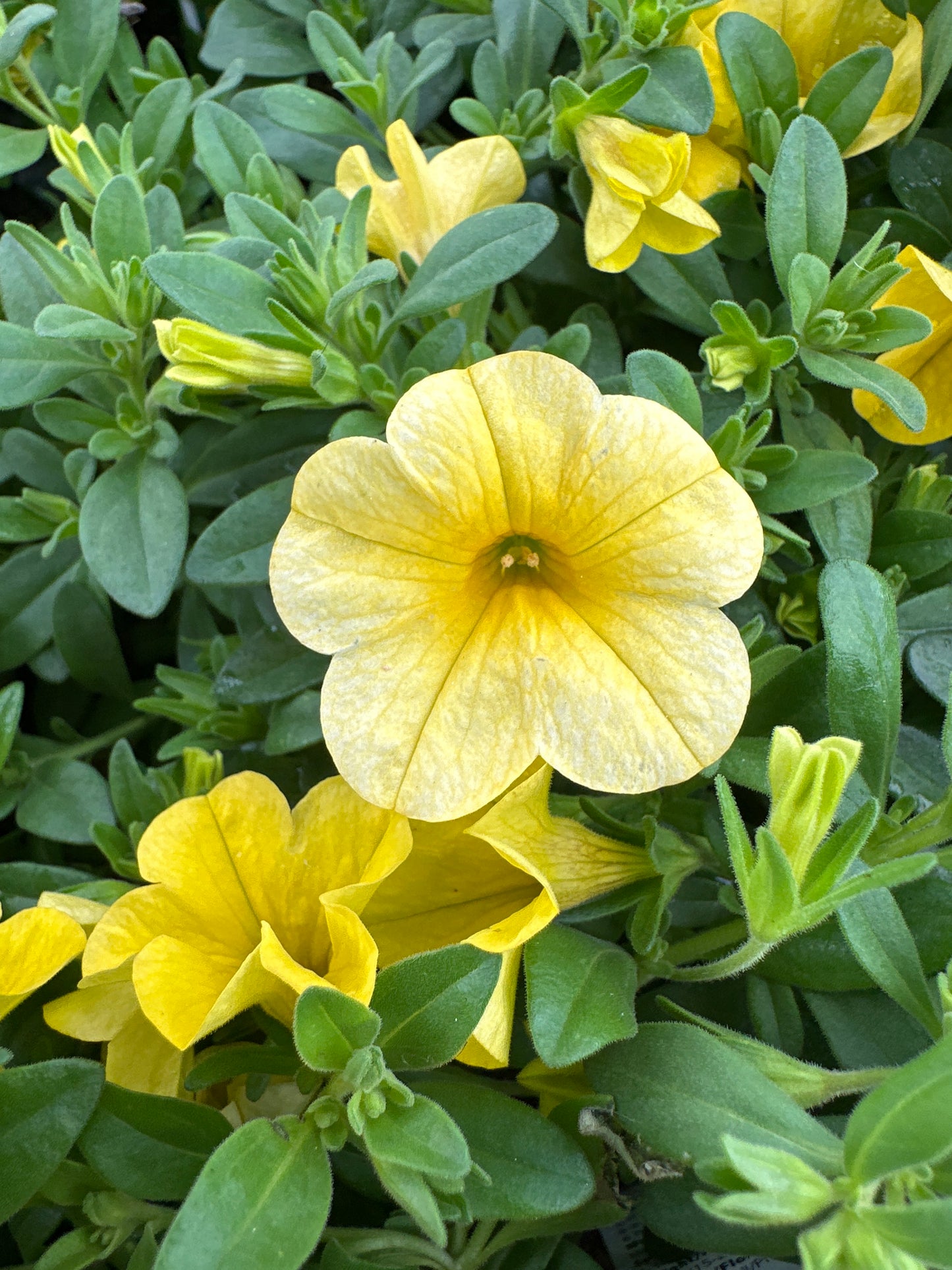 CALIBRACHOA CABARET DEEP YELLOW - 4" POT