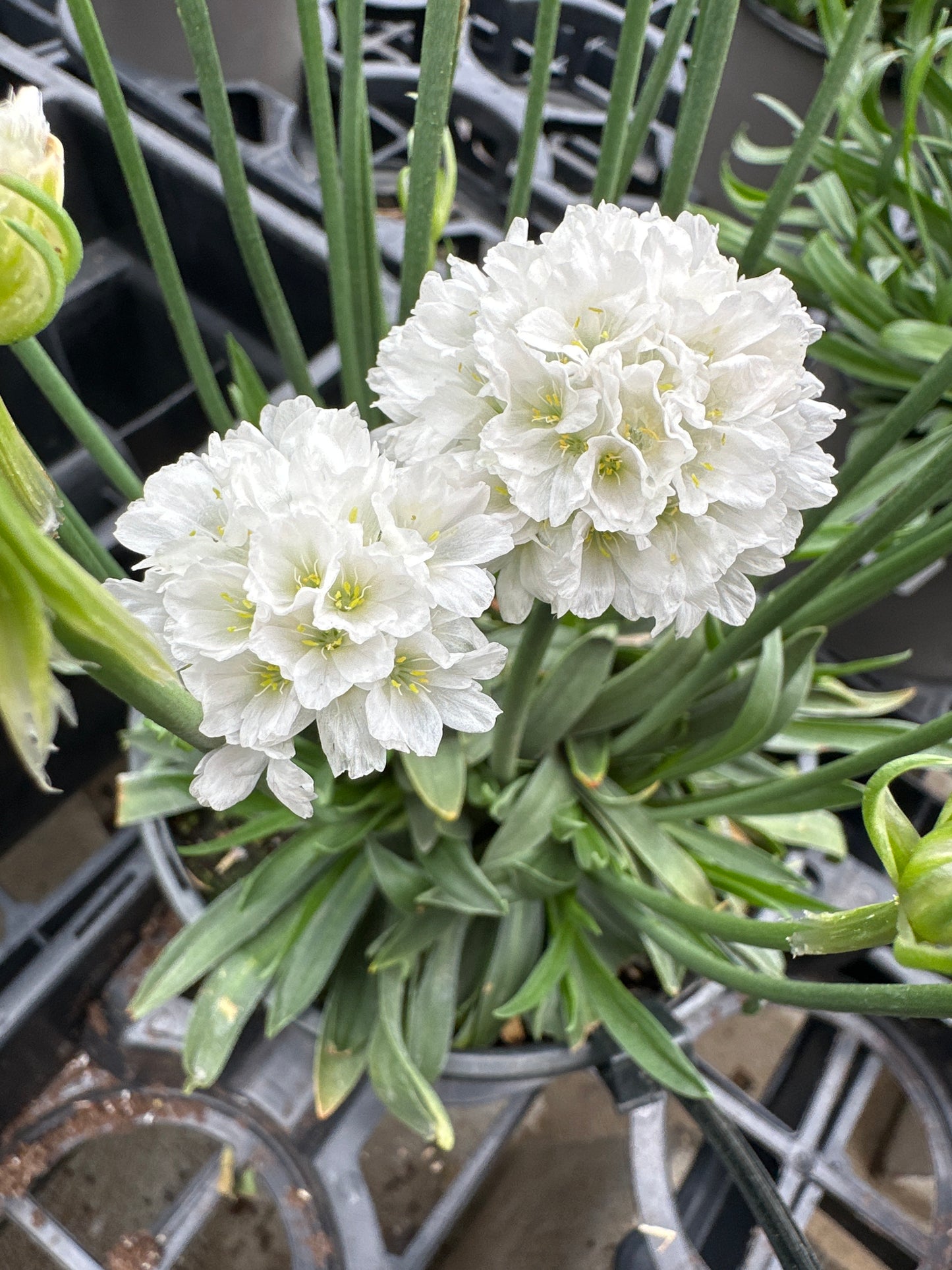 Armeria Dreameria®  'Dream Clouds'