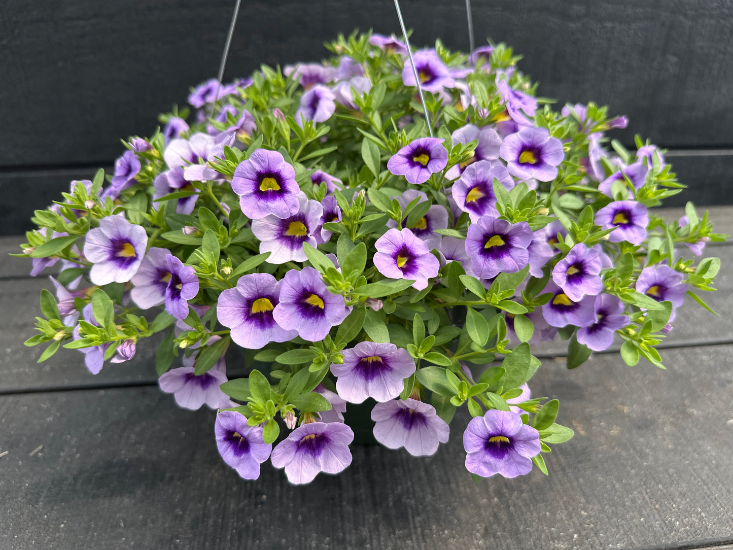 CALIBRACHOA EYECATCHER BLUE - 10'' HANGING BASKET