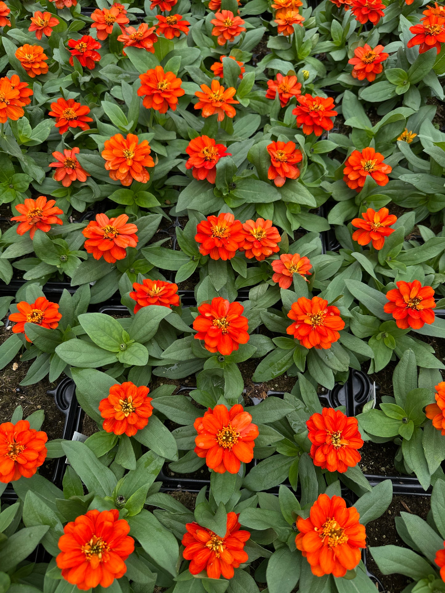 ZINNIA PROFUSION DOUBLE FIRE - JUMBO 6 PACK