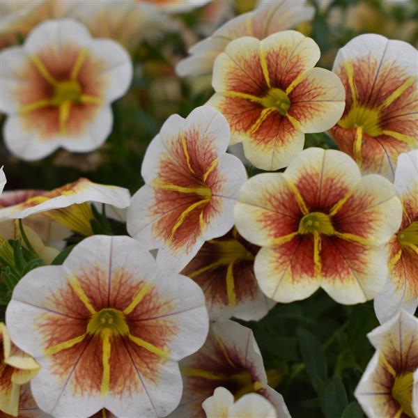 CALIBRACHOA CALITASTIC CAPPUCCINO