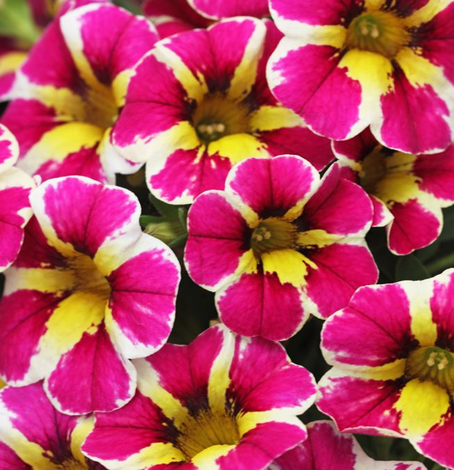 CALIBRACHOA CANDY SHOP FANCY BERRY