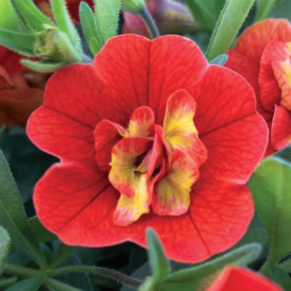 CALIBRACHOA MINIFAMOUS DOUBLE ORANGE FLAME