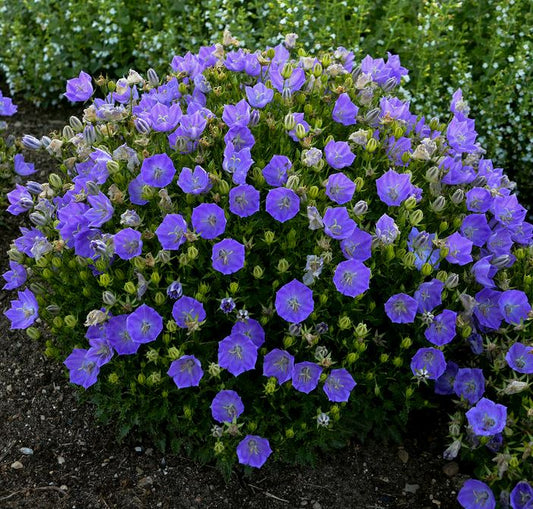 Campanula 'Rapido Blue'