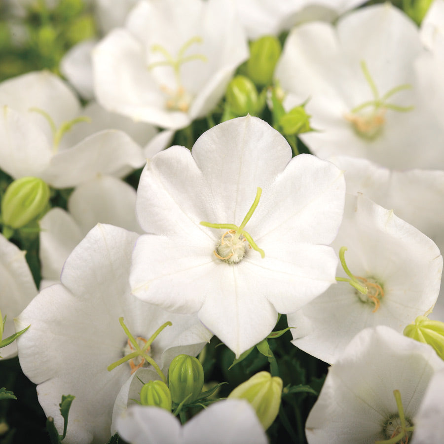 Campanula carpatica 'Rapido White'