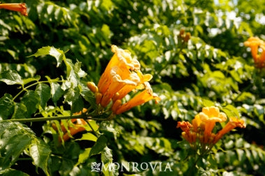 Campsis radicans 'Flava'