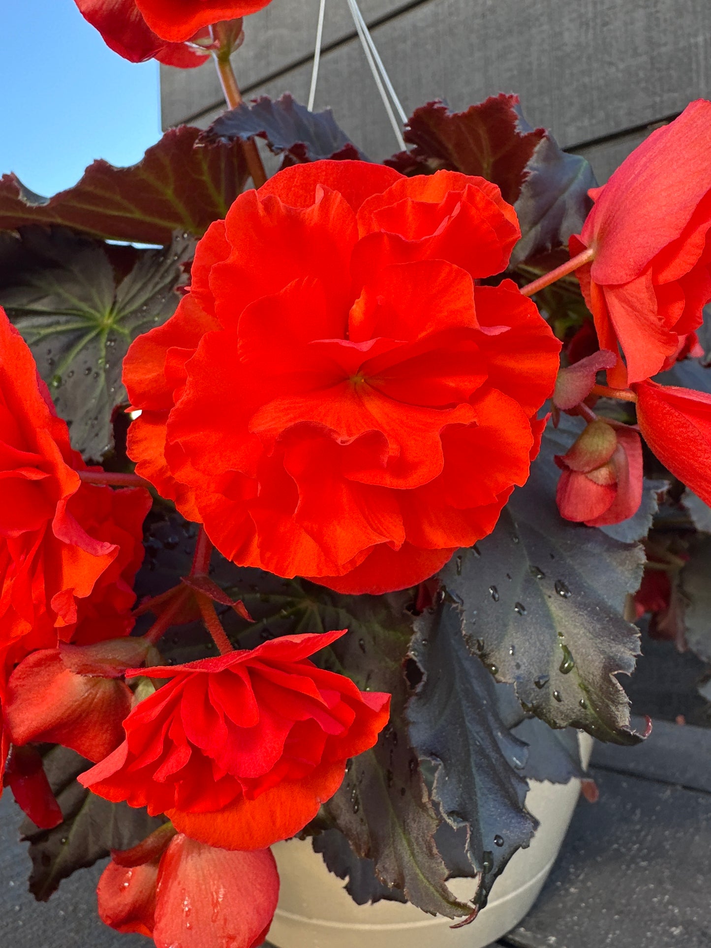 BEGONIA SOLENIAS ORANGE - 10'' HANGING BASKET