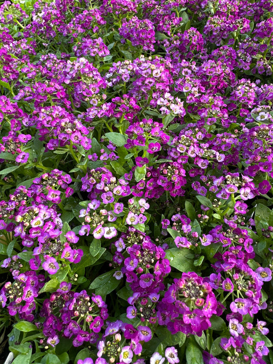 ALYSSUM CLEAR CRYSTAL PURPLE SHADES - FLAT OF 48 PLANTS