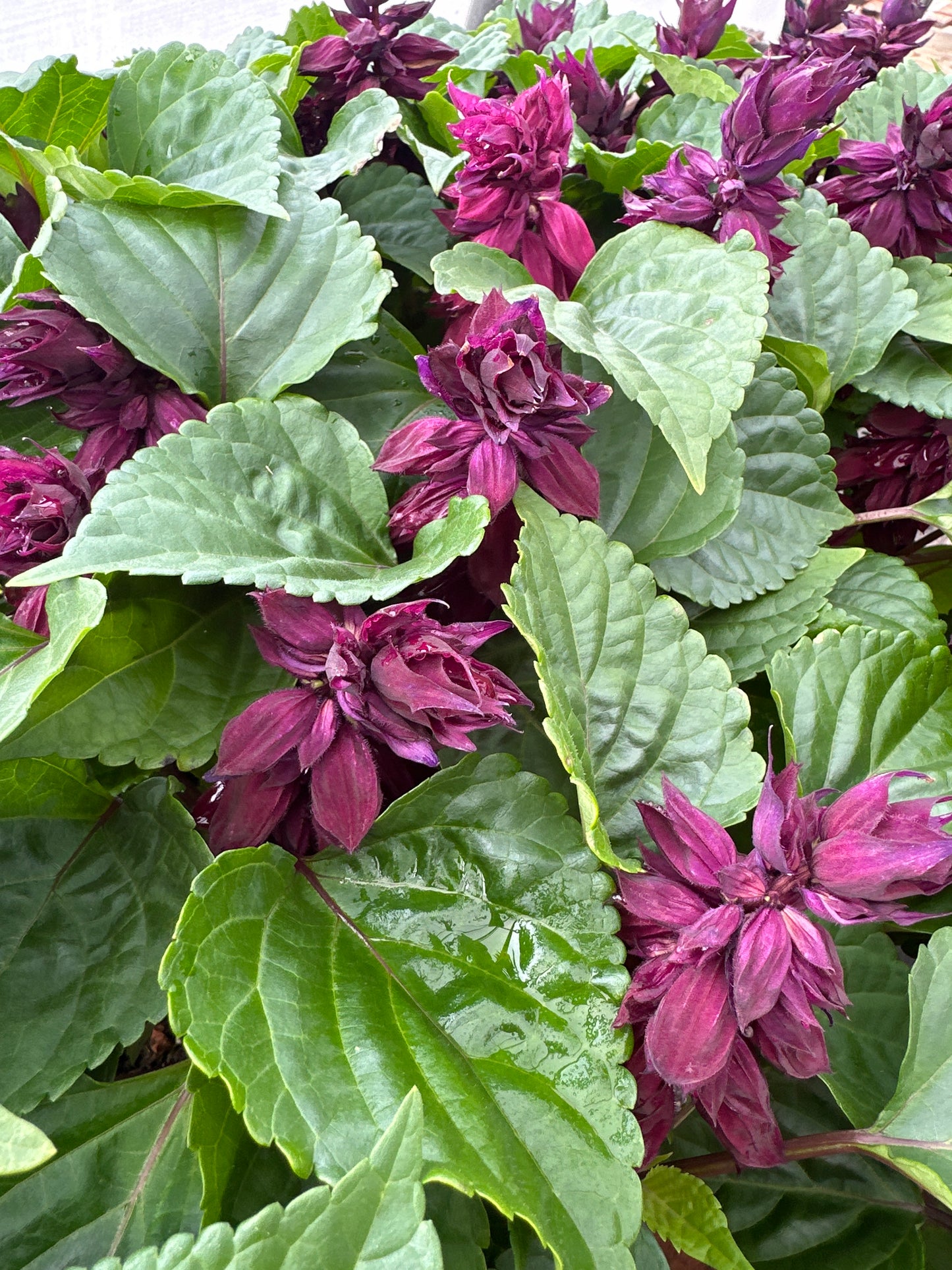 SALVIA VISTA PURPLE - FLAT OF 48 PLANTS