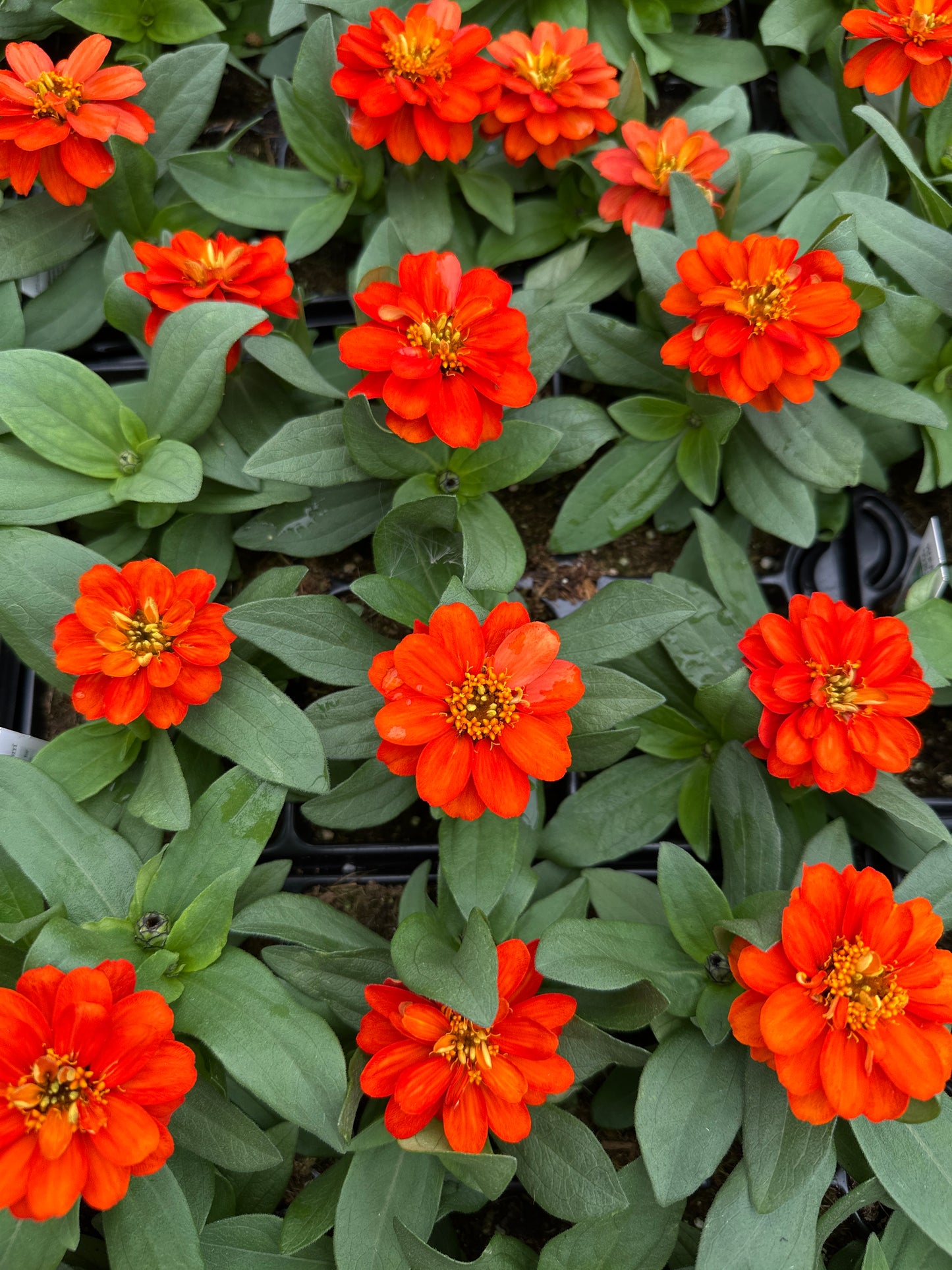 ZINNIA PROFUSION DOUBLE FIRE - JUMBO 6 PACK