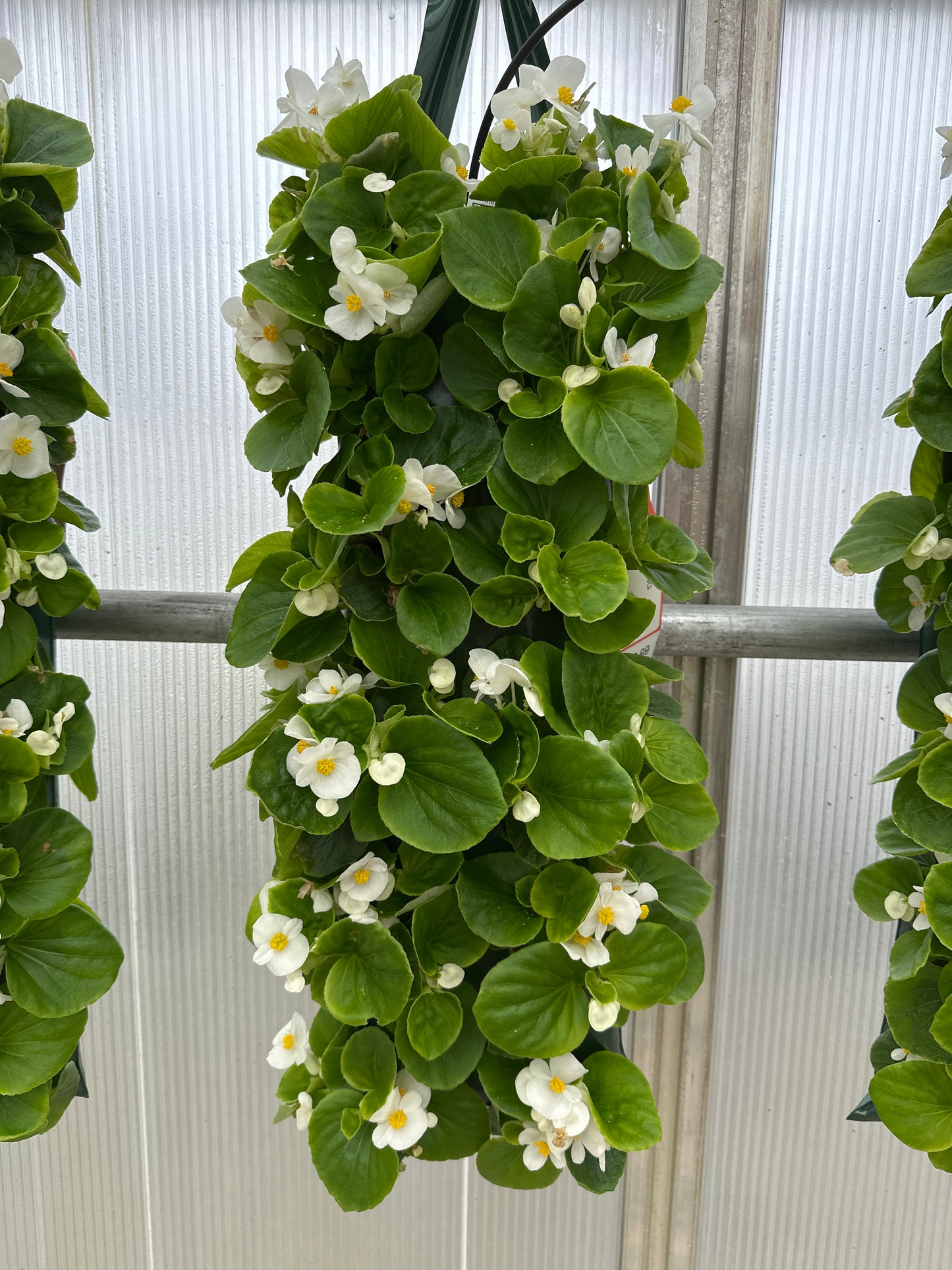 BEGONIA BADA BING WHITE - FLOWER BAG
