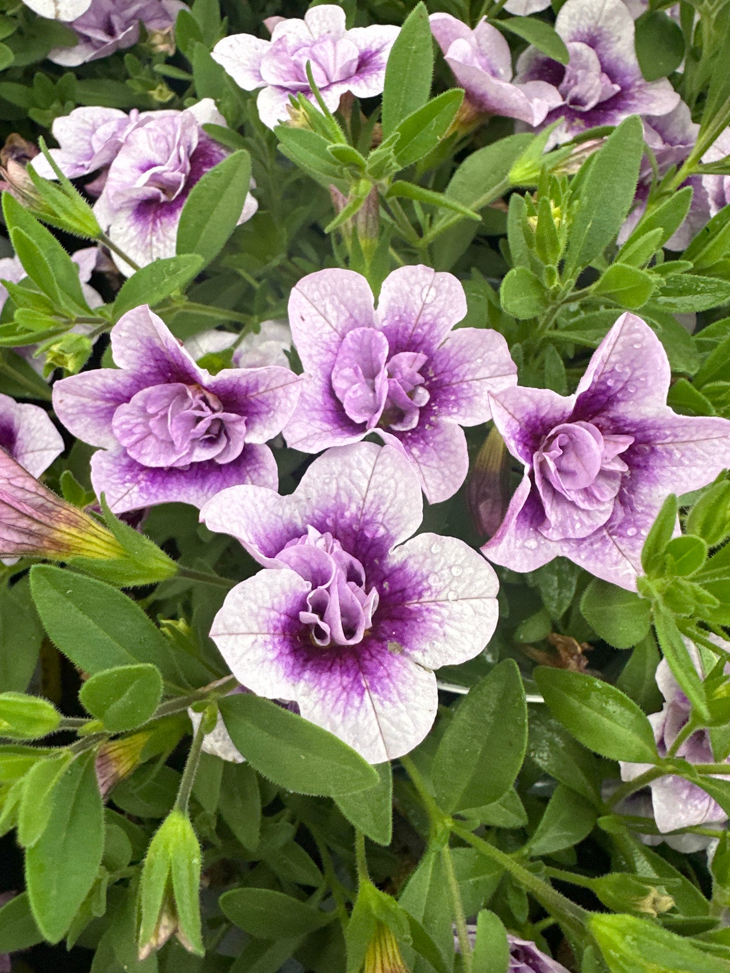 CALIBRACHOA SUPERBELLS DOUBLE TWILIGHT - 4" POT
