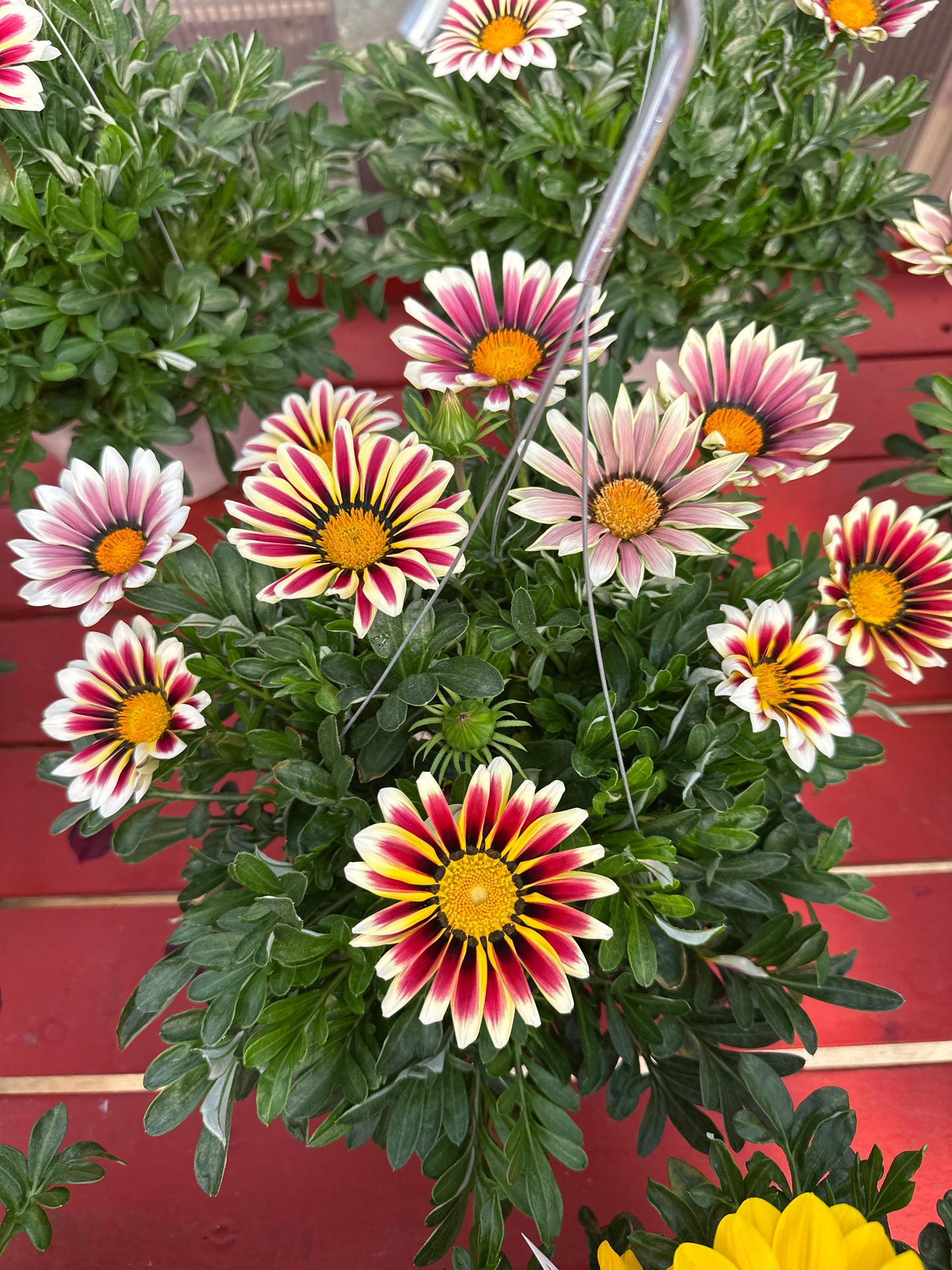 GAZANIA BIG KISS WHITE FLAME - 8" HANGING BASKET