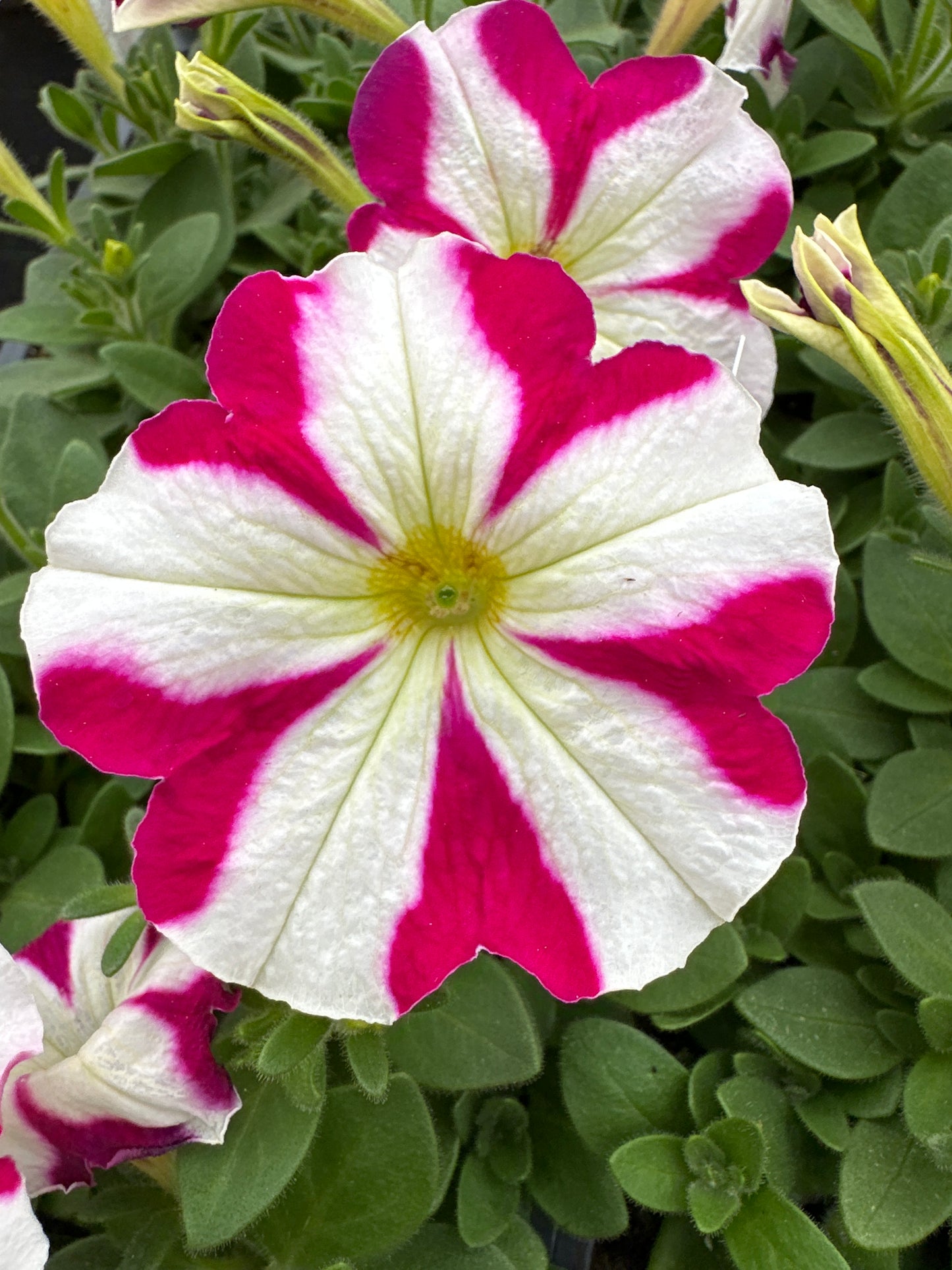 PETUNIA MADNESS ROSE STAR - FLAT OF 48 PLANTS