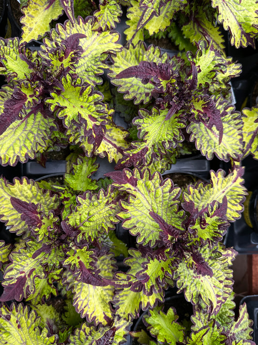 COLEUS MAINSTREET RODEO DRIVE - 4" POT