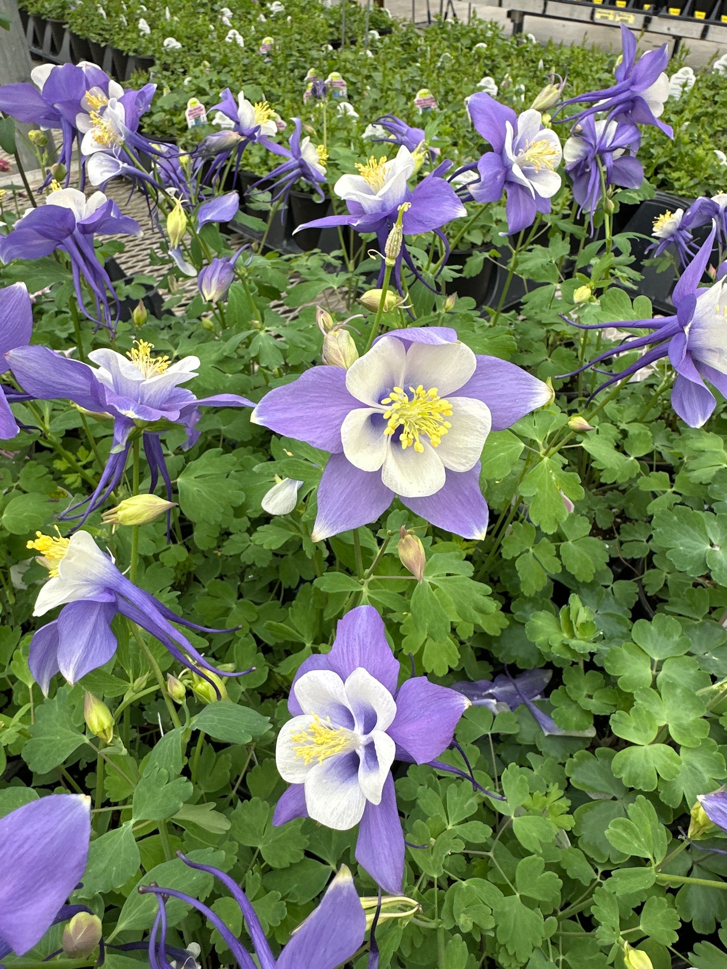 Aquilegia Early Bird™ 'Blue & White'