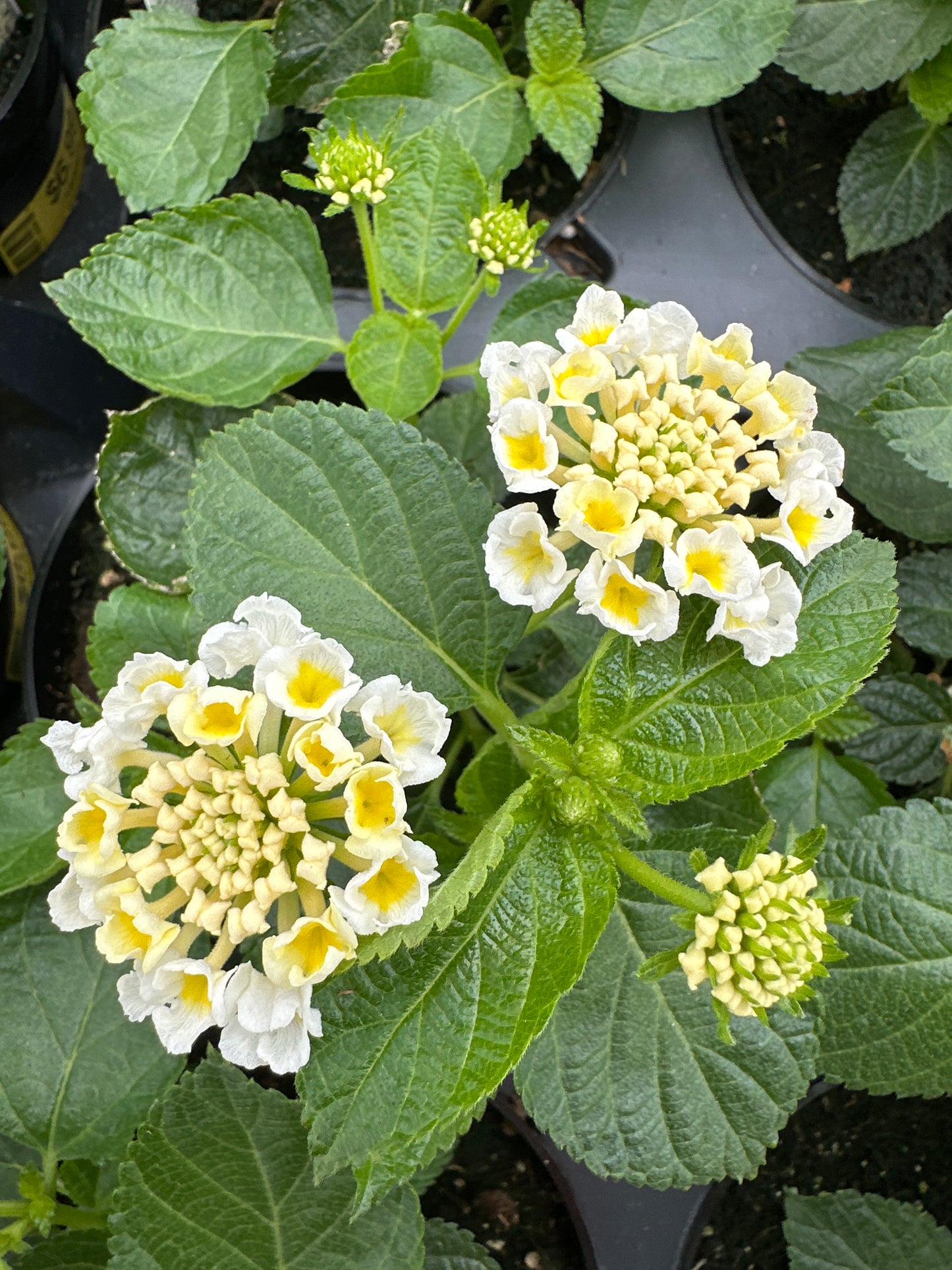 LANTANA BANDELERO WHITE - 4" POT