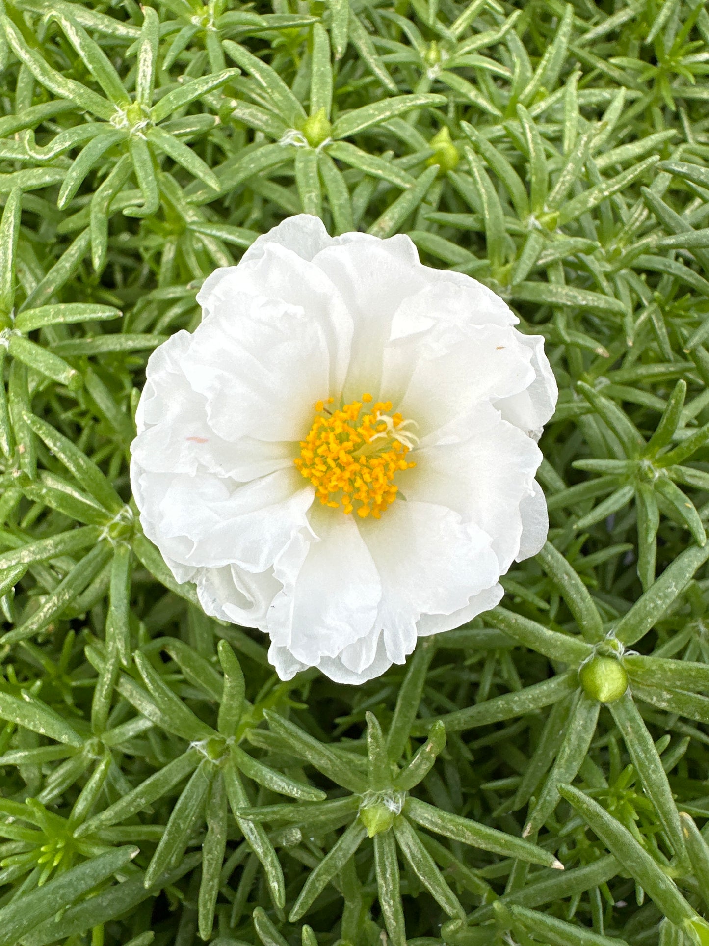 PORTULACA HAPPY HOUR COCONUT - FLAT OF 48 PLANTS