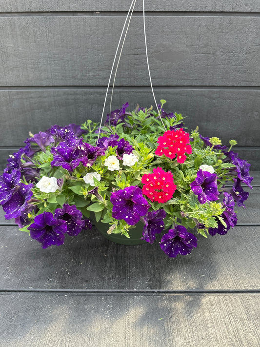 COMBO BERRY VIBES - 10" HANGING BASKET