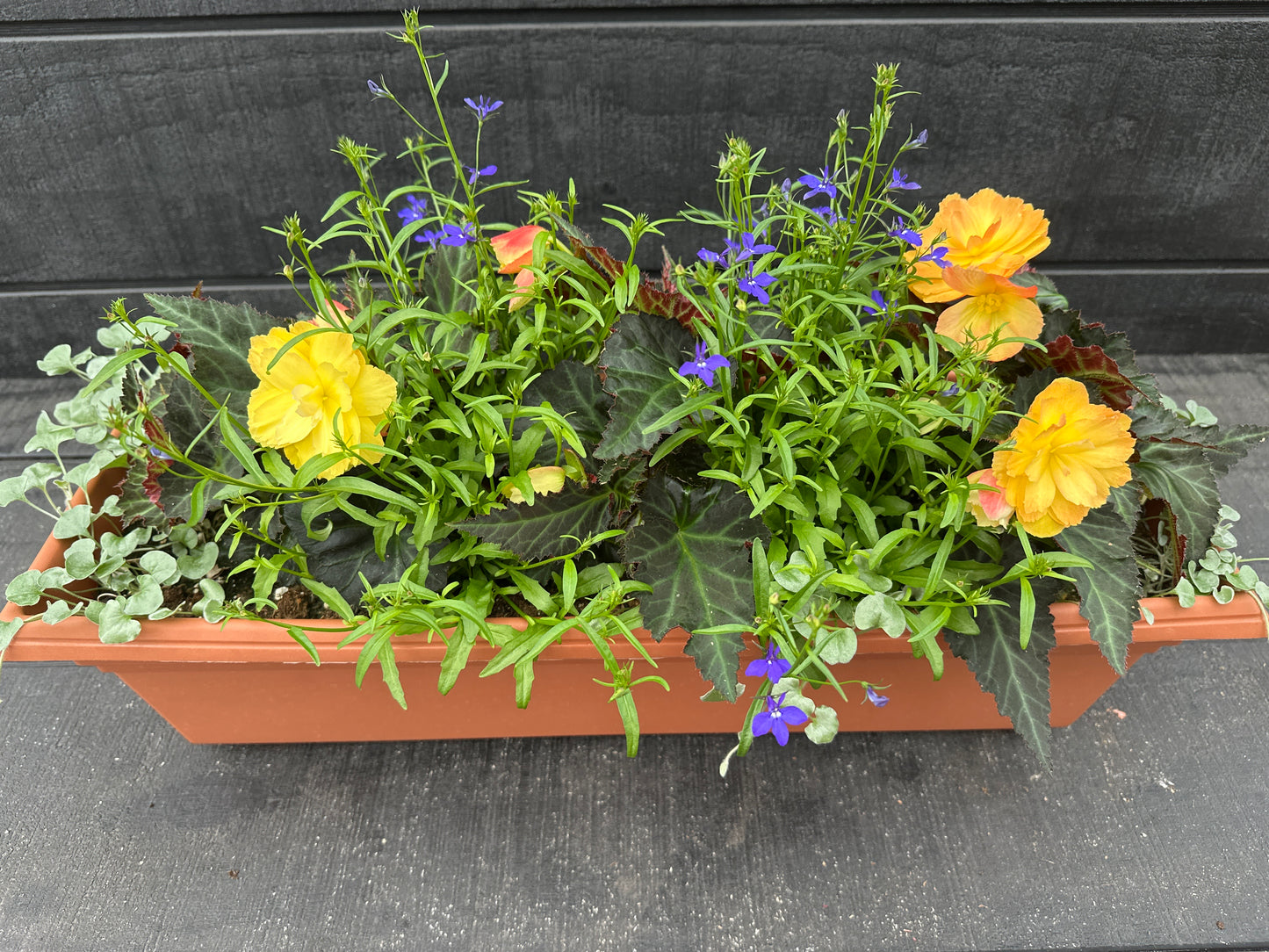 COMBO #16 - 24'' WINDOW BOX