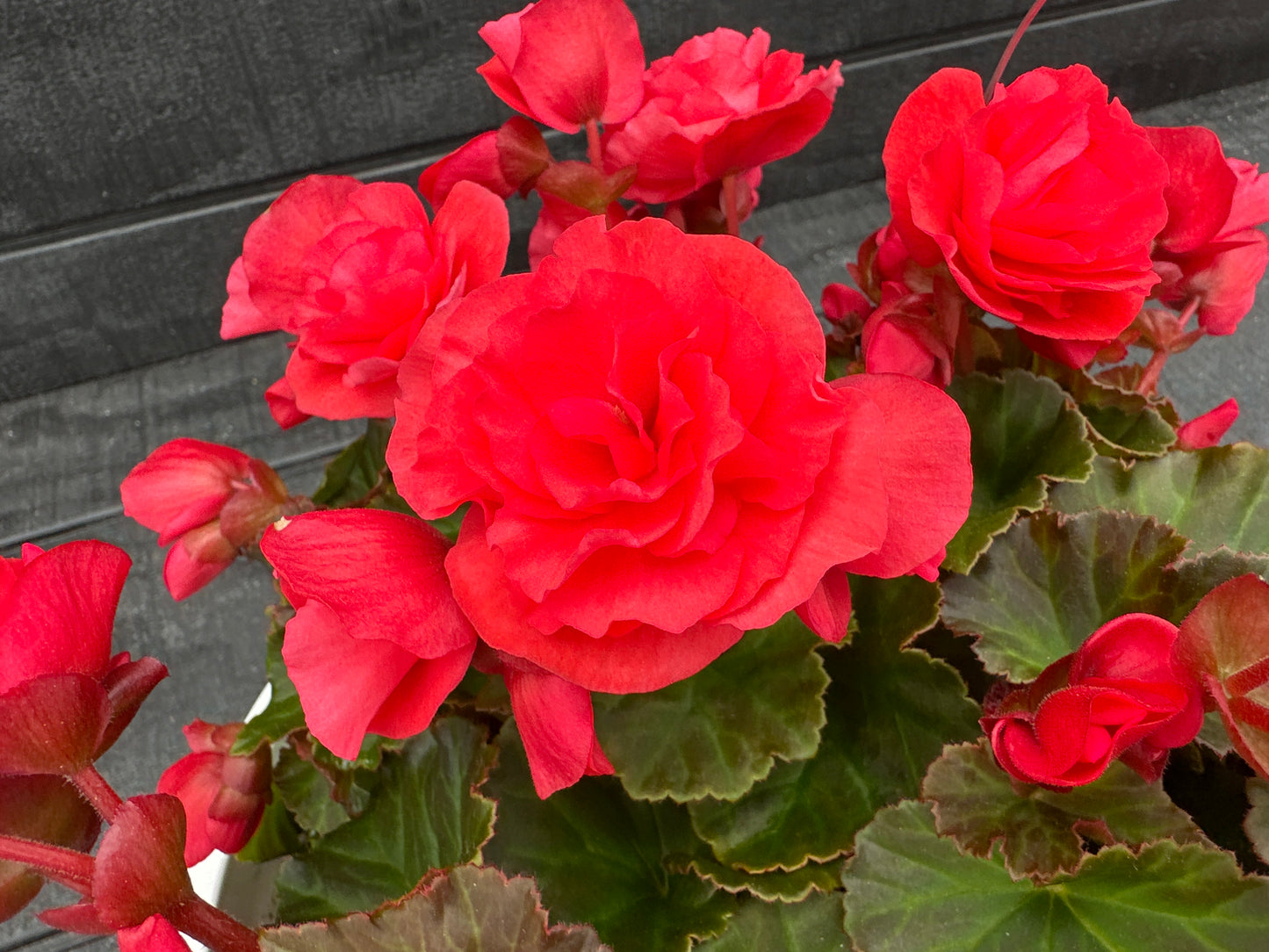 BEGONIA SOLENIAS DARK PINK - 10" HANGING BASKET