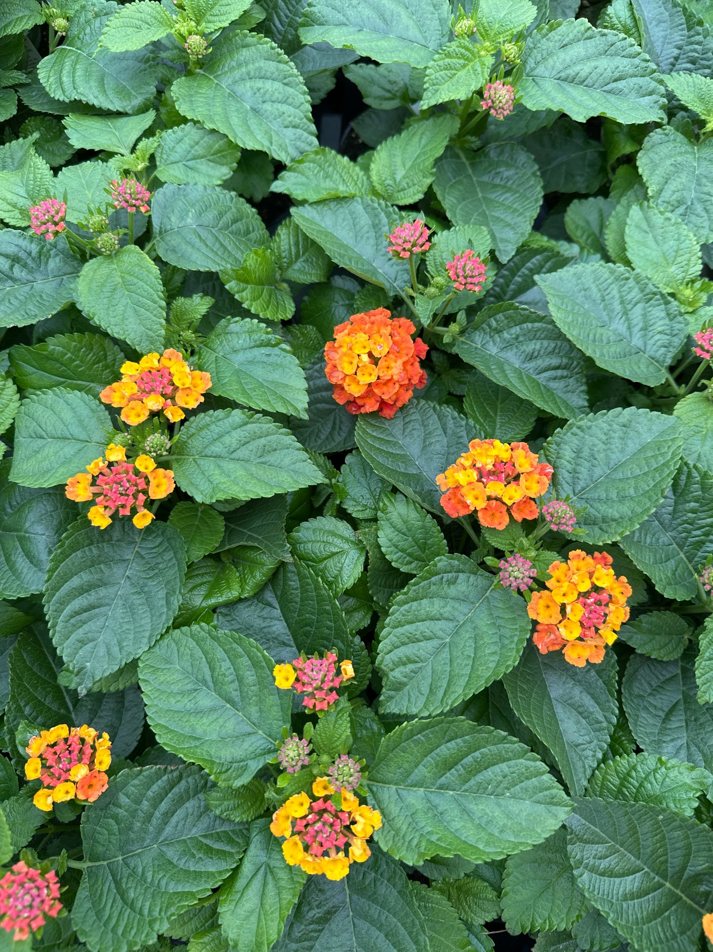 LANTANA BANDELERO GUAVA - 4" POT