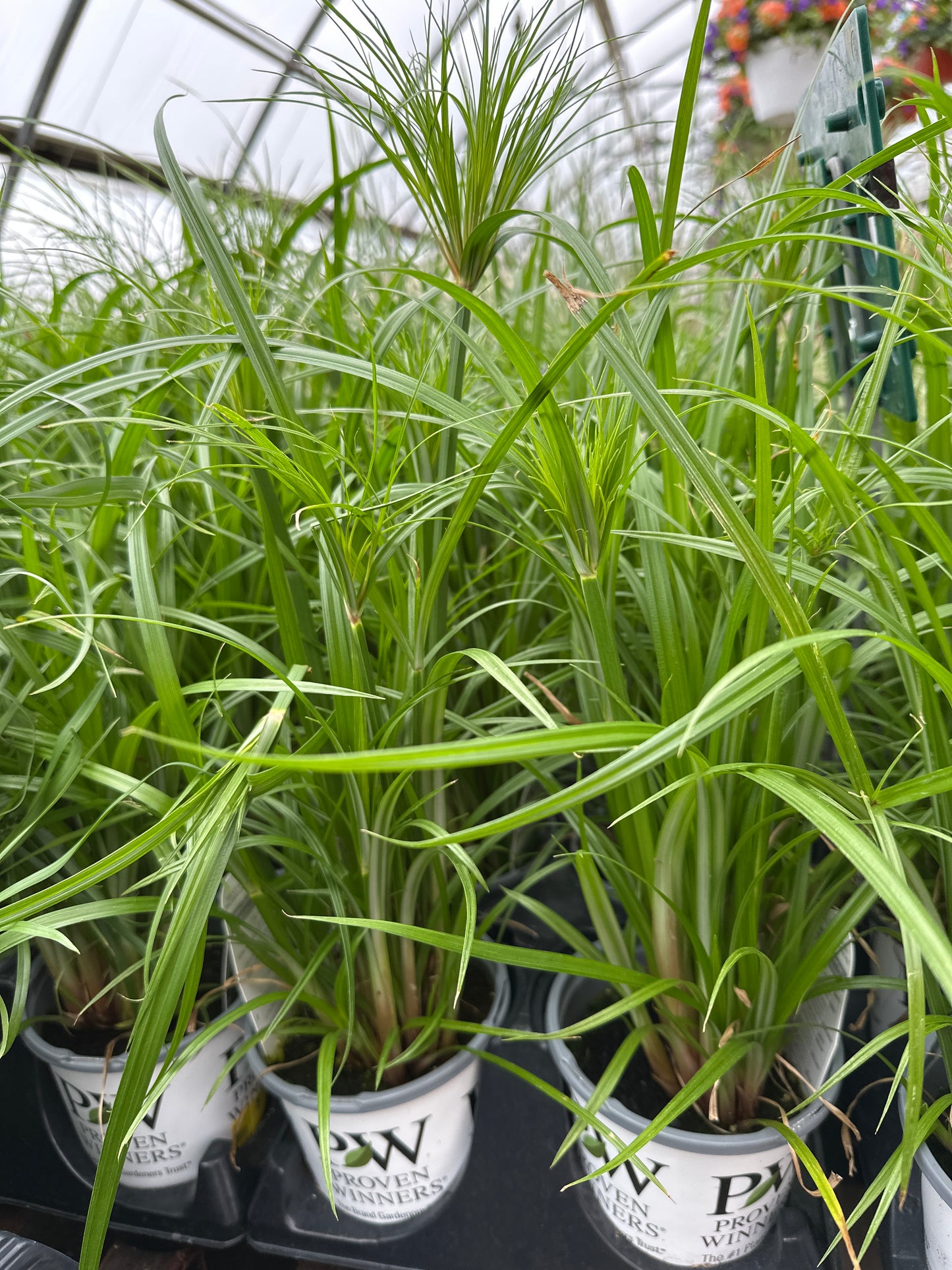 CYPERUS PRINCE TUT - QUART POT