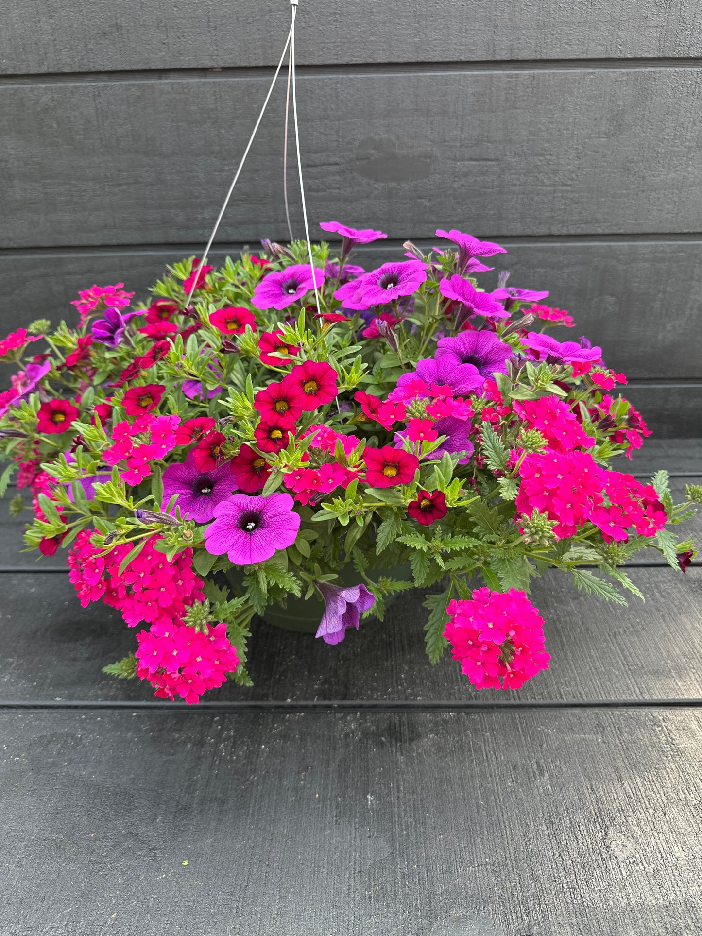 COMBO MERMAID TAILS - 10" HANGING BASKET