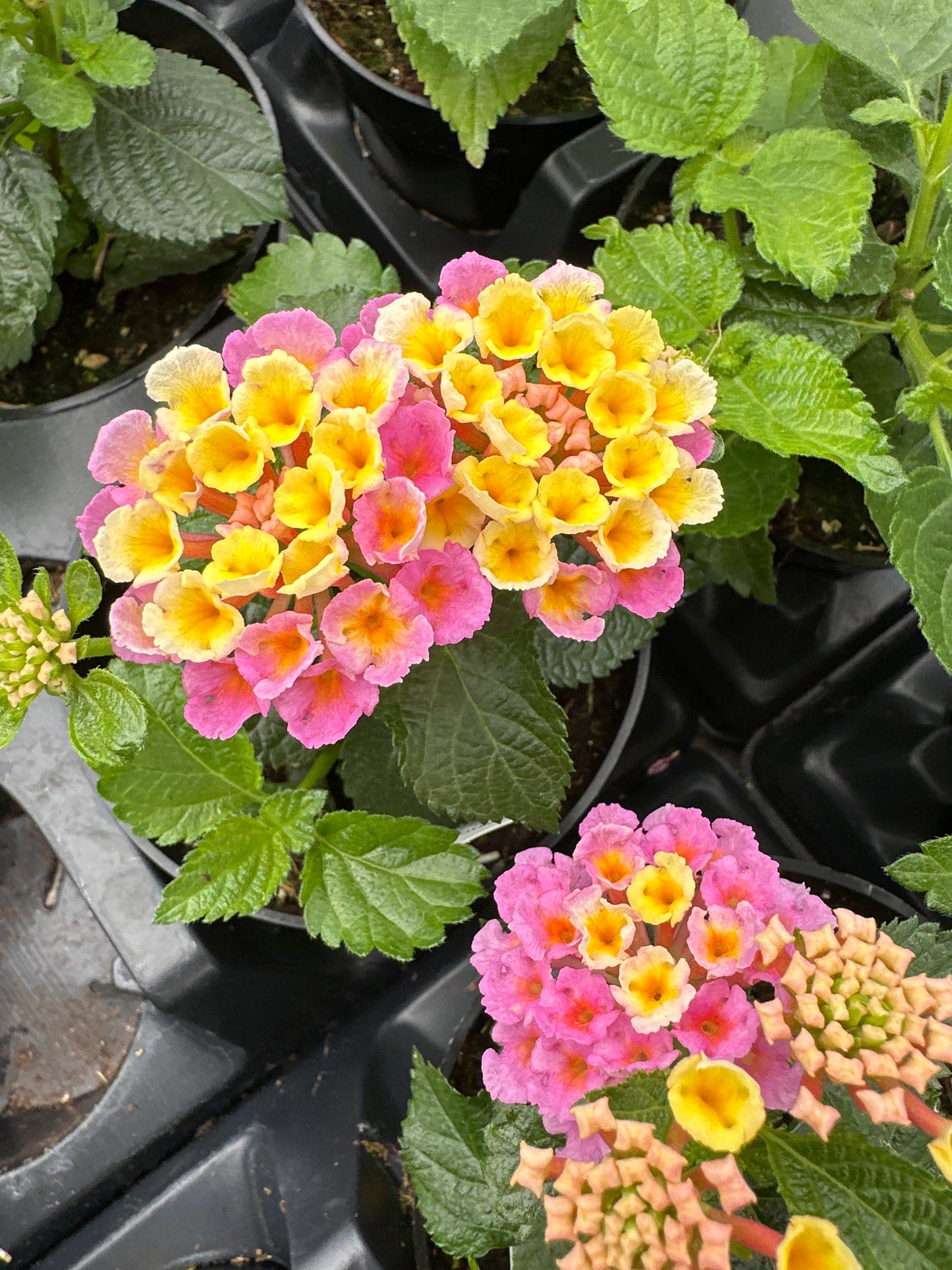 LANTANA BANDANA PINK - 4" POT