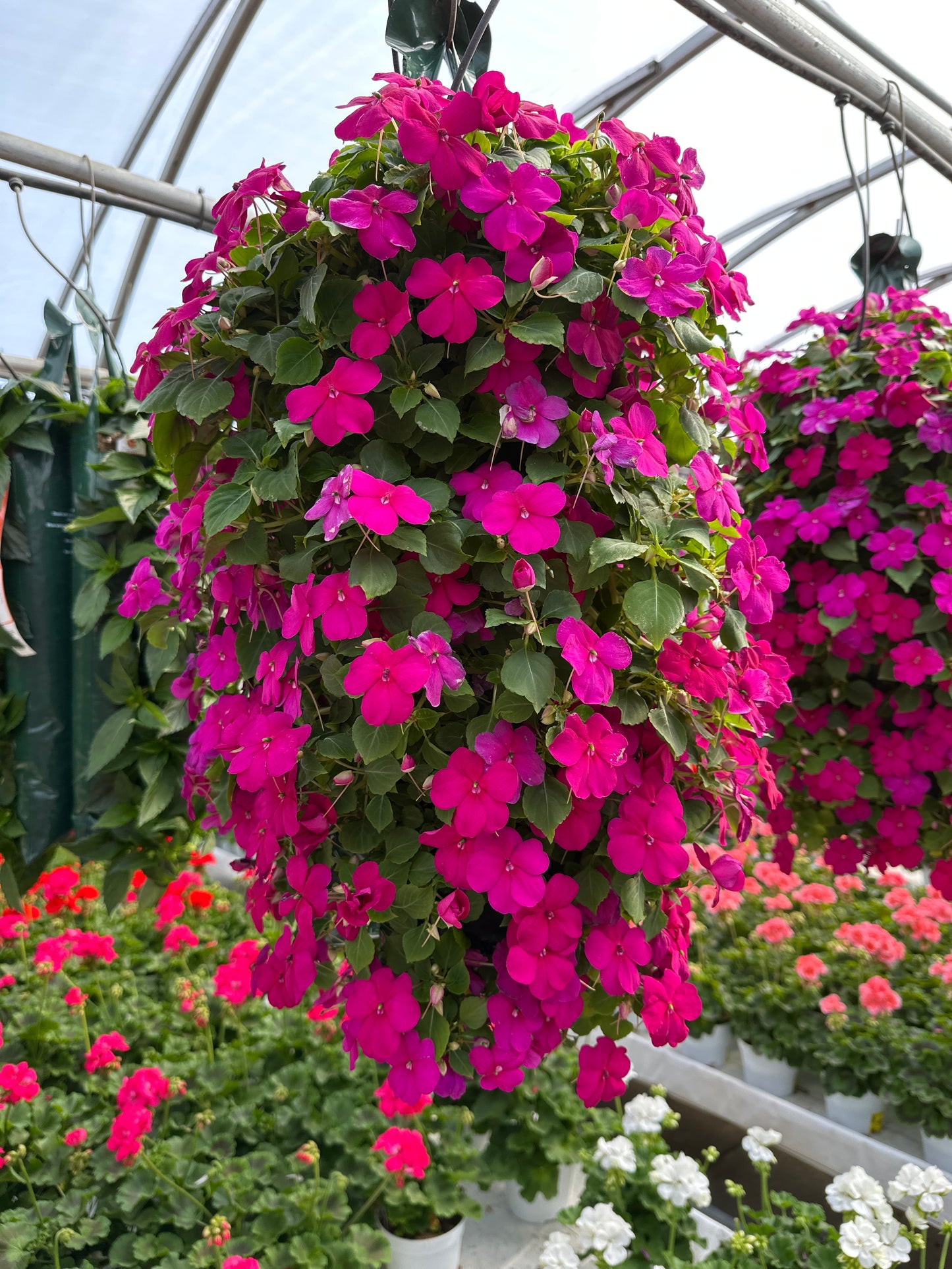 IMPATIENS BEACON VIOLET - FLOWER BAG