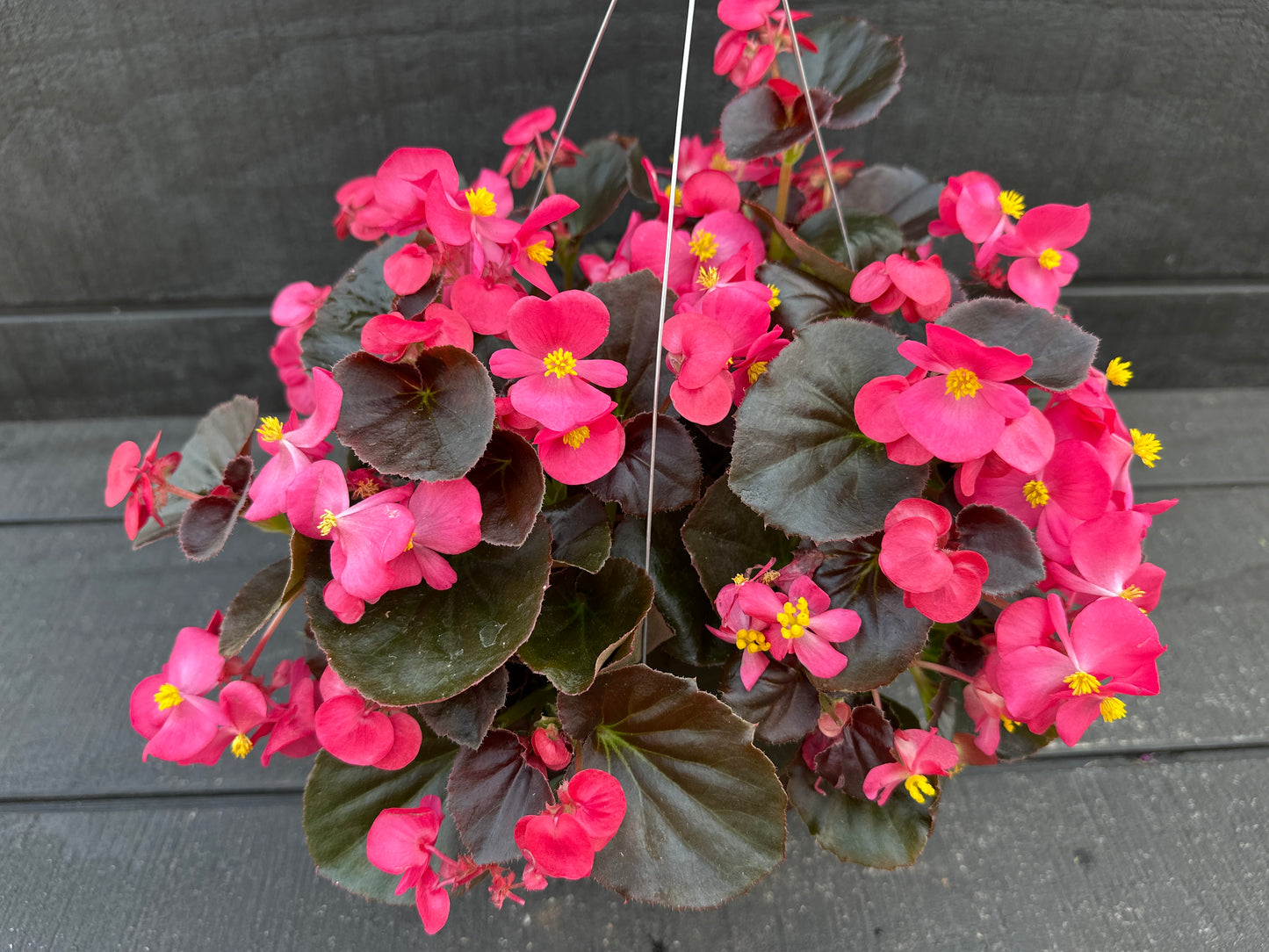 BEGONIA BADA BOOM ROSE - 8'' HANGING BASKET