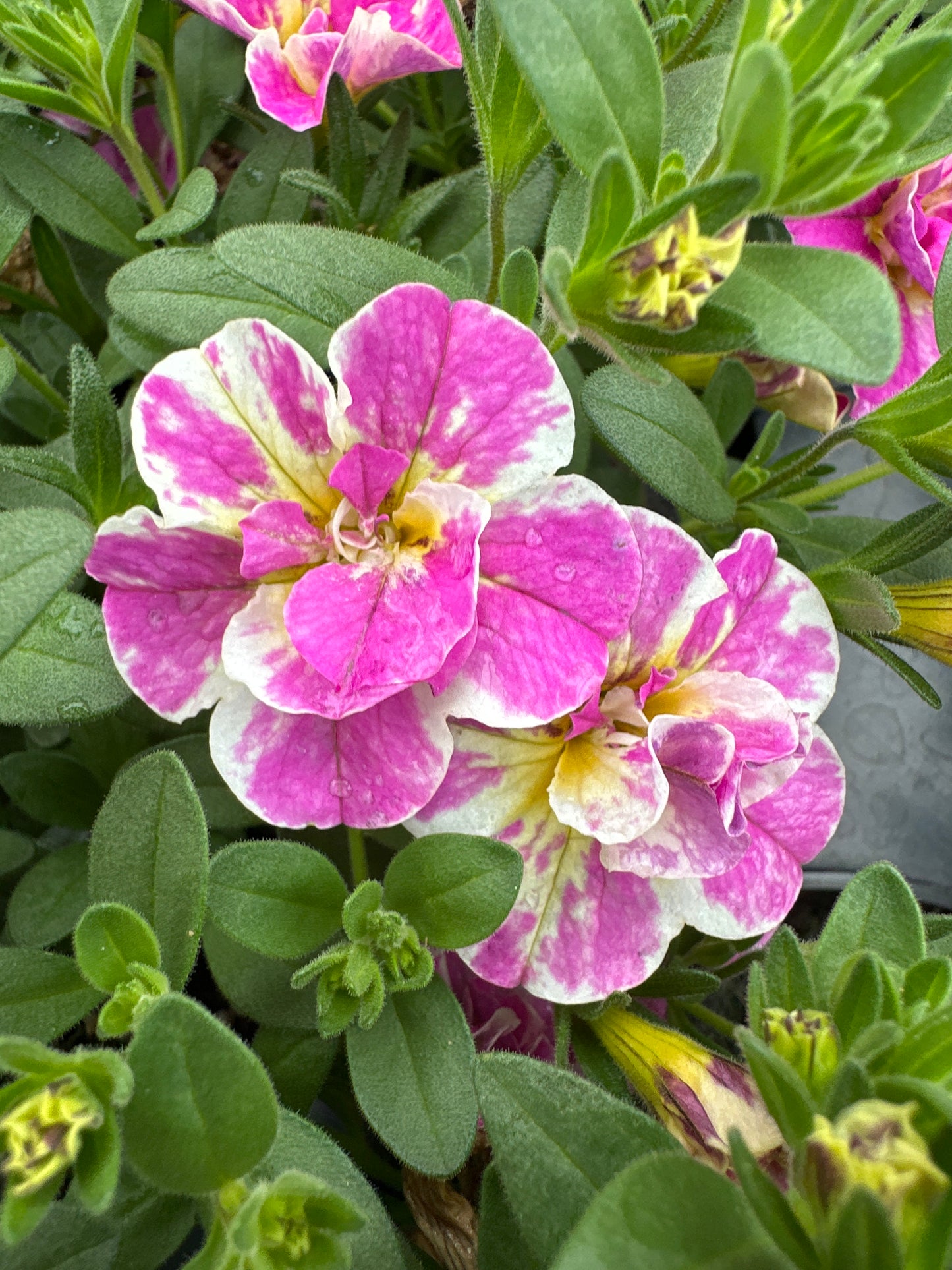 CALIBRACHOA MINIFAMOUS UNO FUNTOPIA PINK - 4" POT