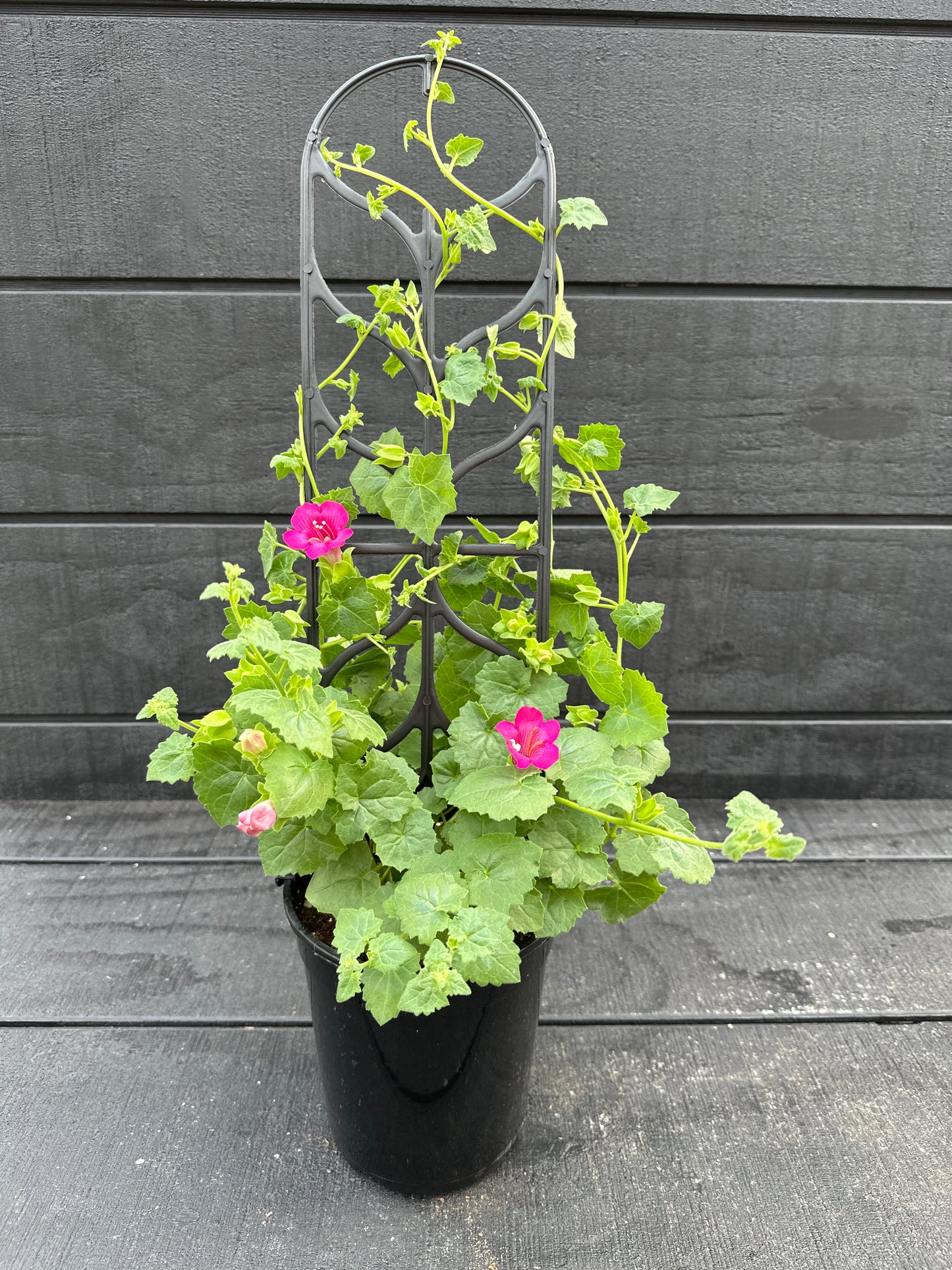 LOPHOSPERMUM COMPACT ROSE - 1 GALLON WITH TRELLIS