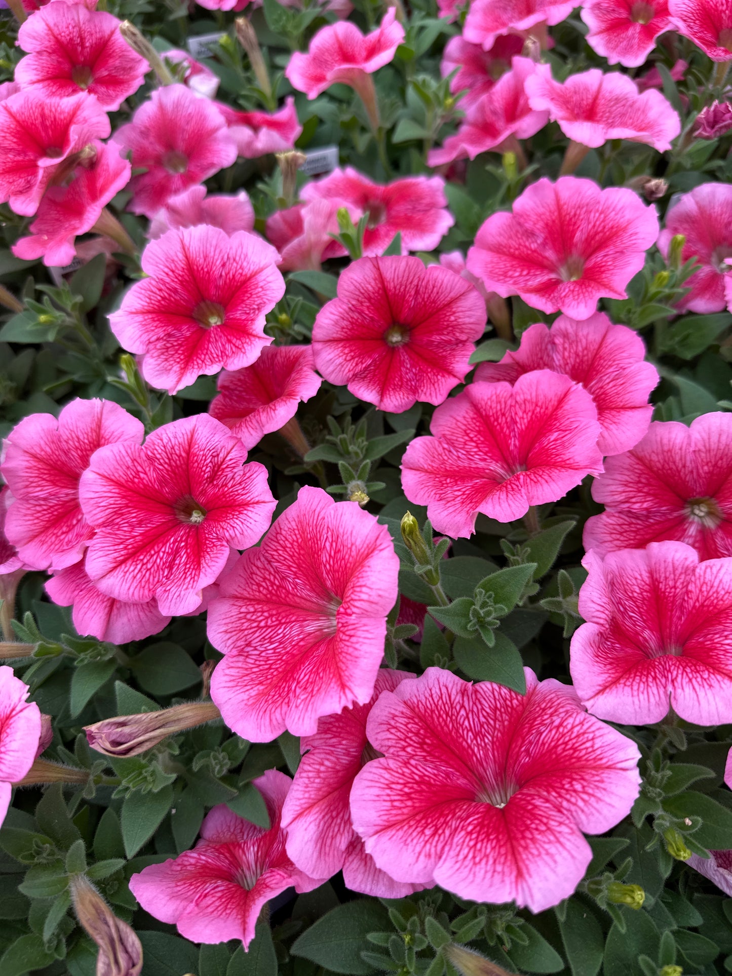 PETUNIA MADNESS SUMMER - FLAT OF 48 PLANTS