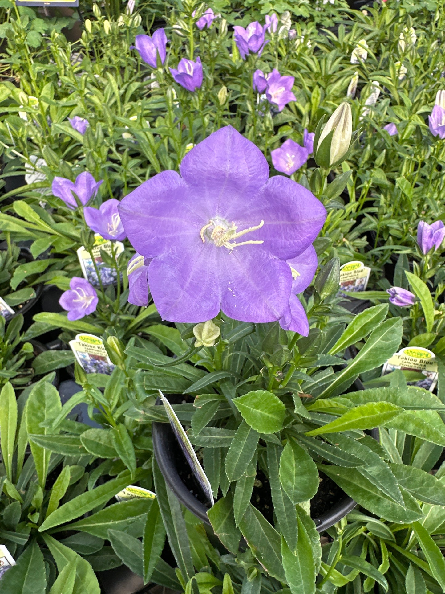 CAMPANULA TAKION BLUE - QUART POT