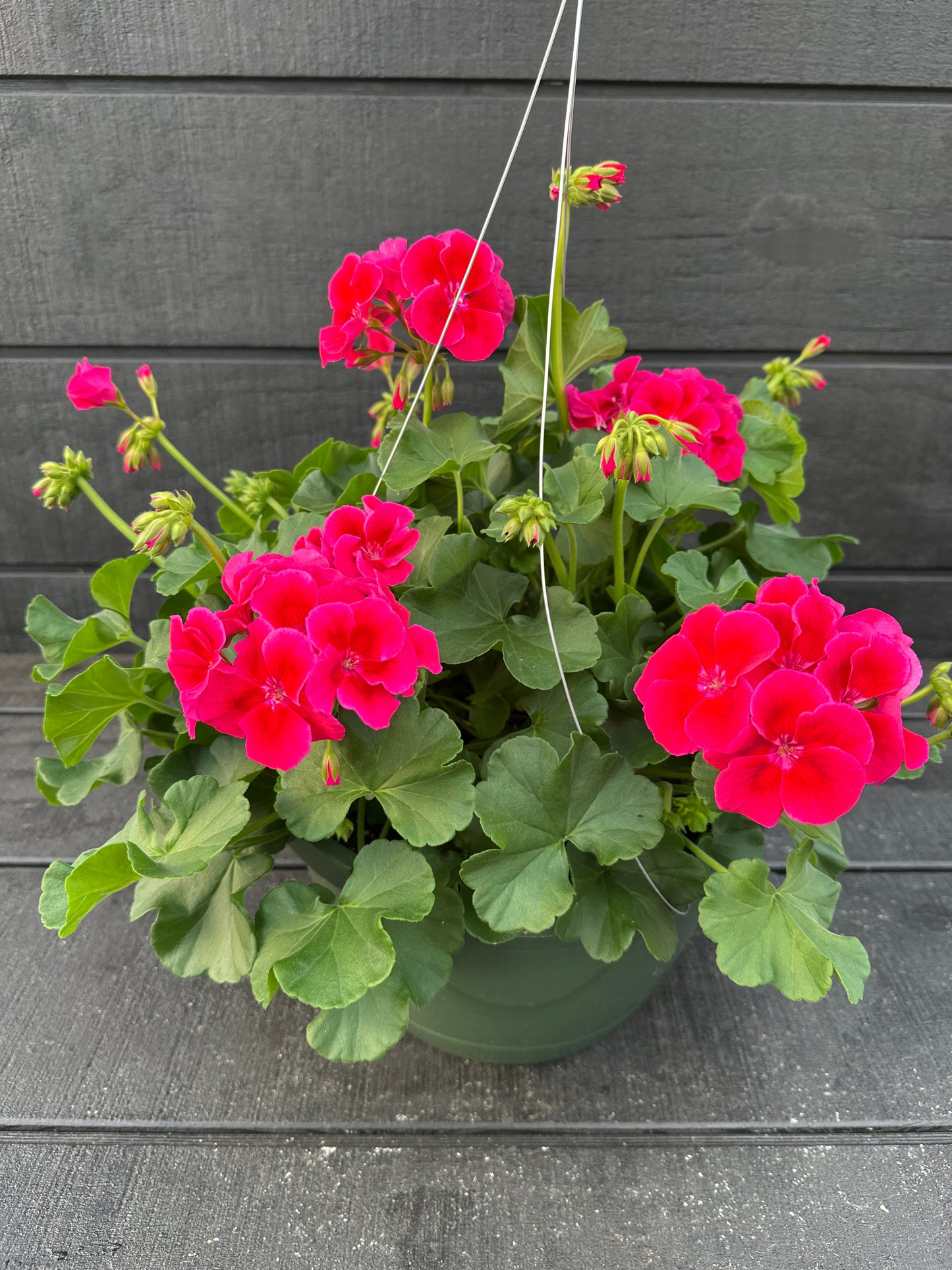 GERANIUM CALLIOPE CRIMSON FLAME - 10" HANGING BASKET
