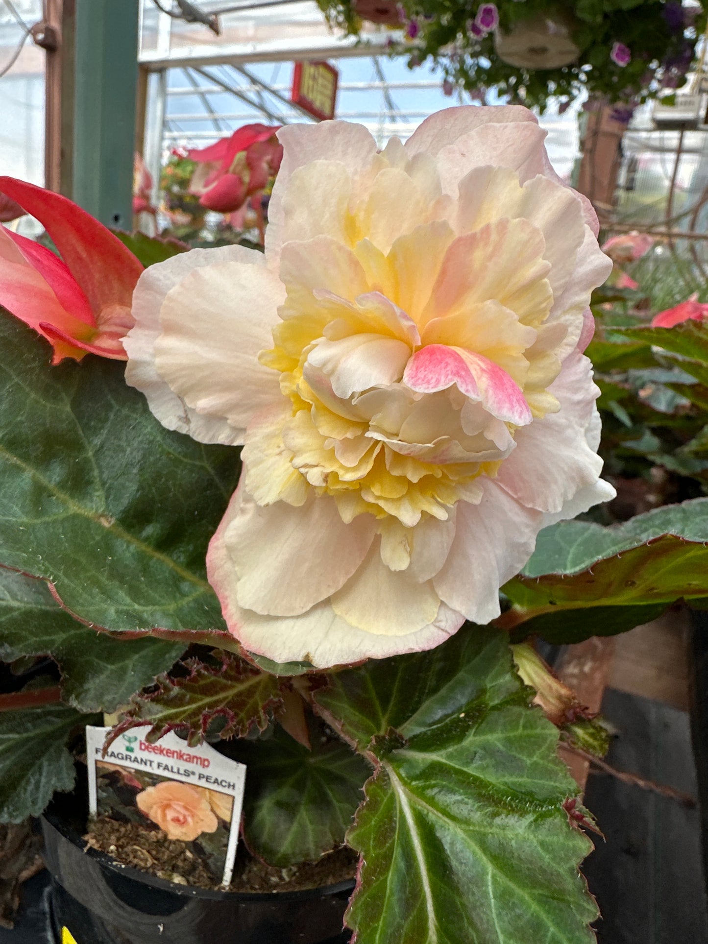 BEGONIA FRAGRANT FALLS PEACH - 4'' POT