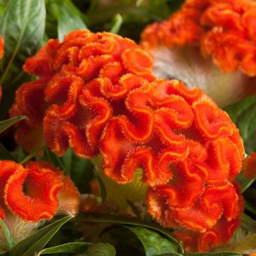 CELOSIA TWISTED DARK ORANGE