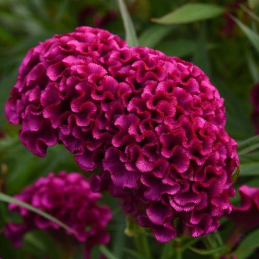 CELOSIA TWISTED PURPLE