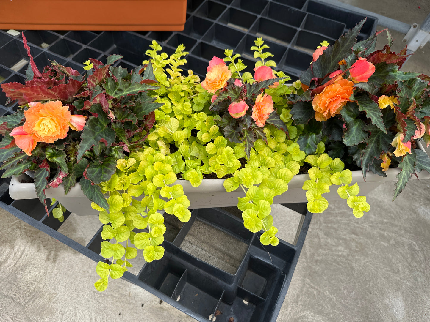 COMBO #27 - 24" WINDOW BOX
